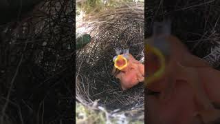 adorable baby birds in a nest 😇🥰