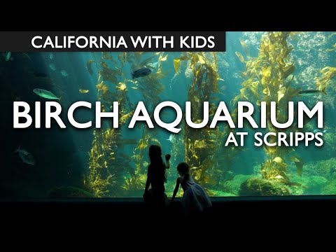 Visiting Birch Aquarium At Scripps With Kids