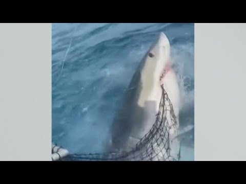 Caught on camera: Great white shark attacks of Florida Keys fisherman's chum bag