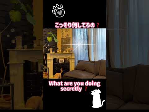 こっそり何してるの？￼#short