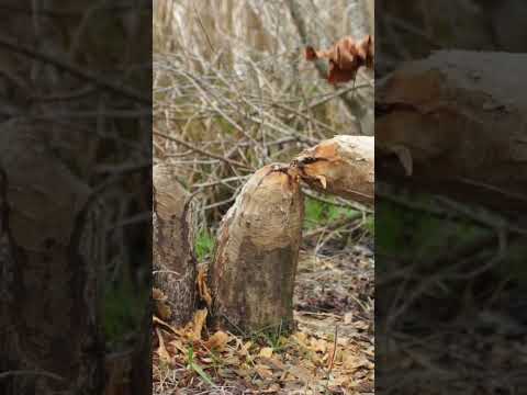 Beavers: Nature's Master Builders!                               #Nature #Beavers #WildlifeWednesday