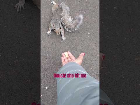 Oops!! #squirrel #nature #ouch #nature #scotland #funnyvideo  #animals #shorts