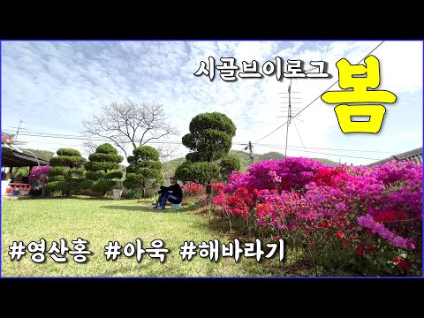 시골집에서 멍때리는게 가장 큰 행복 / countryside, 텃밭, 아욱, 해바라기 등