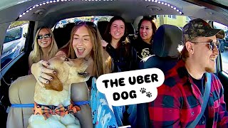 The Uber Dog Surprising Passengers!