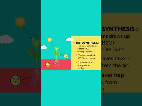 PHOTOSYNTHESIS Process 🌳🌤 #youtubeshorts #photosynthesis