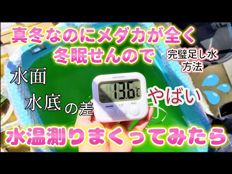 【メダカ】真冬なのに全く冬眠しないので水温測りまくってみたらやばい事に🥺足し水を完璧に🚰水面水底の差🤗#越冬#めだか#飼育#水温計#餌切り#温度