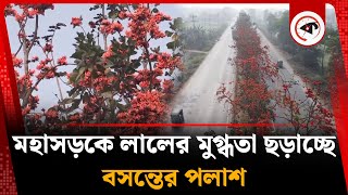 মহাসড়কে লালের মুগ্ধতা ছড়াচ্ছে বসন্তের পলাশ | Palash Flower | Spring | Comilla Highway | Kalbela