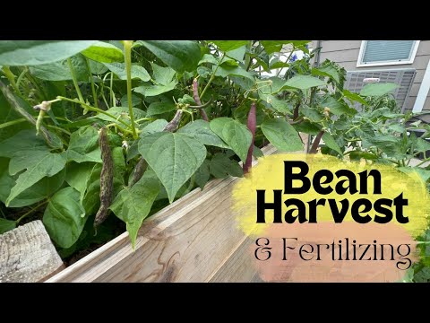 The Most Satisfying Bean Harvesting