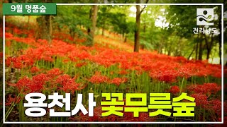 [9월 명품숲] 용천사 꽃무릇 숲