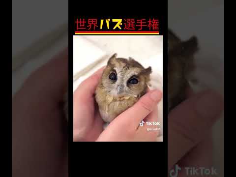 「可愛すぎて泣ける！動物たちの感動的な瞬間」#癒やし #動物ハプニング#癒し系動物 #ViralAnimals#CuteAnimalMoments #shorts