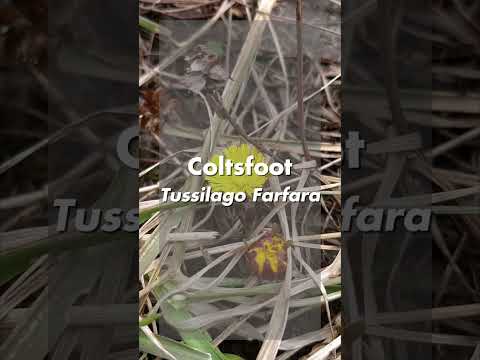 Magic with Coltsfoot #magic #herbs #witchcraft #kitchenwitch