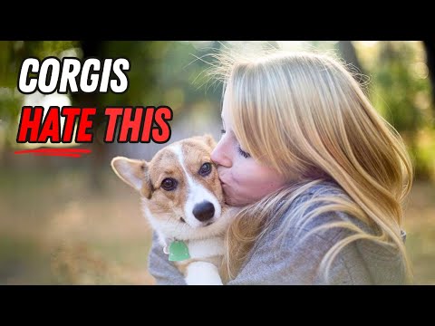 10 Surprising Things That Corgis Absolutely HATE