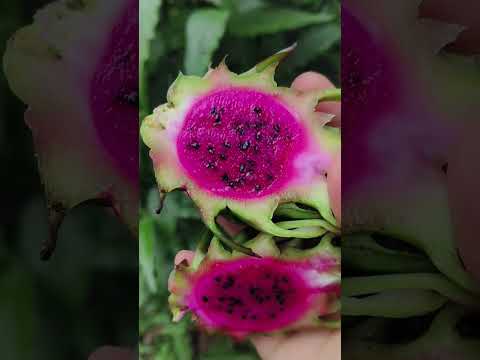 dragon fruit #YouTube shorts #short video #food blog #dragon fruit #taste of homemade