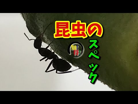 落ちない！昆虫が壁や天井から落ちずに歩ける理由🐜 　◆知っ得◆雑学