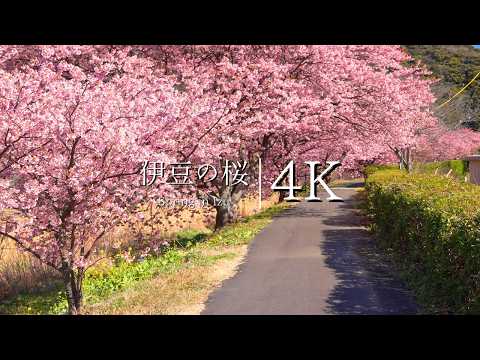 Exploring South Izu's Kawazu Cherry Blossoms - Sakura & Canola Festival in JAPAN 4K