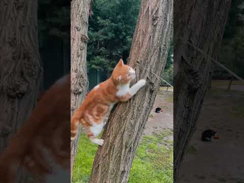 Cute Cats  funny videos compilation #catslover #funnycats