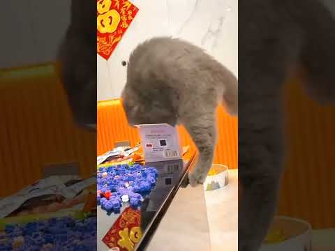 Cat’s baffling behavior #cat #pets #funnypets #funnycats #shorts