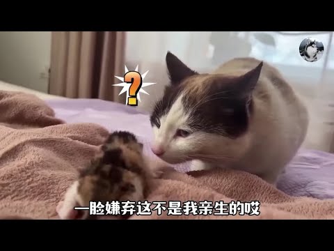 母猫在坐月子，丈夫却怀疑小猫不是亲生的，看到孩子毛色蒙了