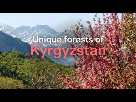 Conserving the fruit and nut forests of Kyrgyzstan