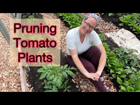 How to Prune Indeterminate Tomato Plants | PNW Zone 8b