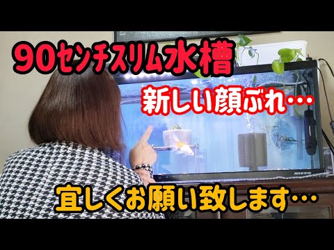 [金魚]　金魚水槽　病気が蔓延して助かった金魚達…　新顔も居ますよ！丸物水槽での金魚達紹介致します😊#goidfish