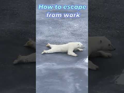 How to escape from work #funnyvideo