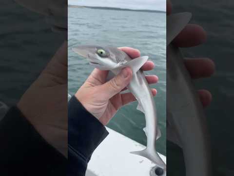 When I Caught A Baby Shark || #shark #babyshark #shortsvideo #trending #shortsfeed #shorts #fyp