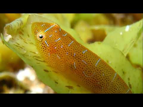 Facts: The Eastern Clingfish