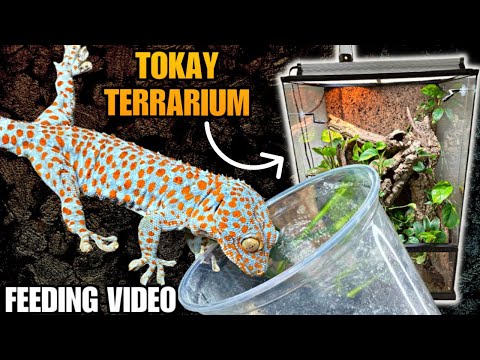 FEEDING ALL MY TOKAY GECKOS + UPGRADED TERRARIUM UPDATE!