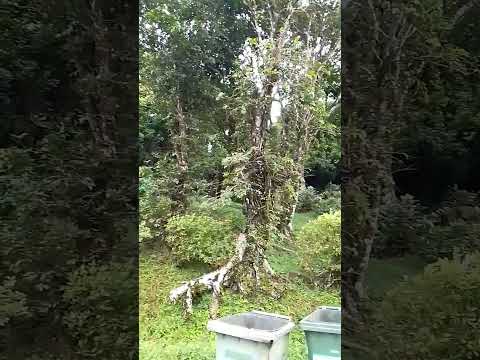 Grand Etang Grenada after Hurricane Beryl