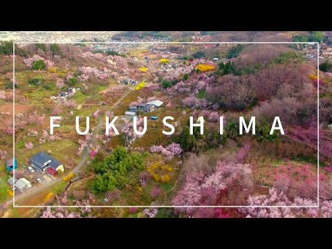 【花絶景】福島の桃源郷・花見山公園へ行ってきました！