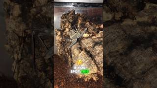 THIS IS SO SCARY…. #trending #facts #scary #spider #scorpion #videos #naturerevealed