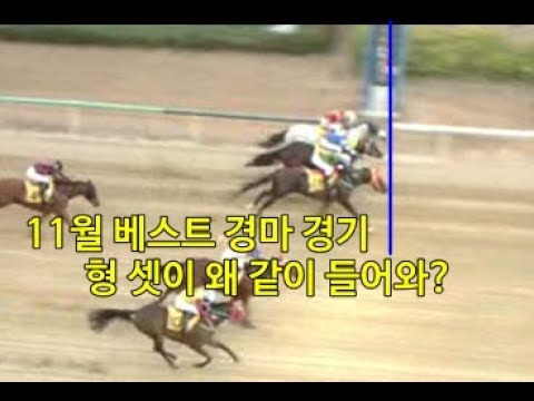 11월 베스트 경마 경기 #막판까지 아슬아슬 #누가 이긴걸가