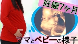 妊娠７ヶ月♡ママと赤ちゃんの様子を見てみよう♪