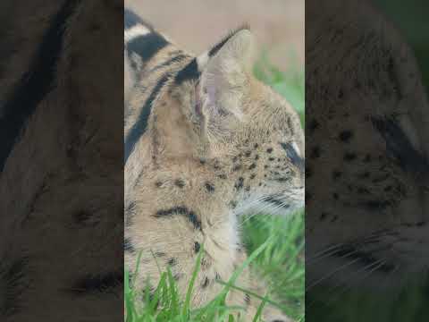 Wild Cats: Secrets of Survival and Hunting Skills in Nature’s Hidden World- Animal Kingdom