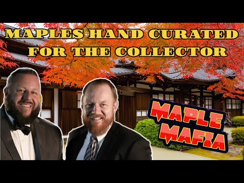 Maple Mafia eBay Breakdown | Hand Selected Maples for the Collector