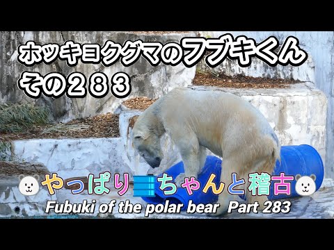 ホッキョクグマのフブキくん（２８３）🐻‍❄️やっぱり🛢️ちゃんと稽古🐻‍❄️（東山動植物園）Fubuki of the polar bear Part 283