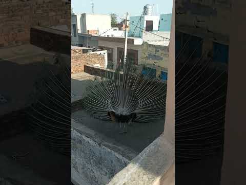 Today Peacock is Dancing at my Village.  So much Beautiful