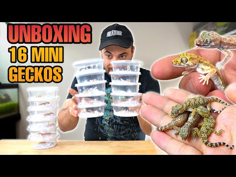 UNBOXING 16 GECKOS! PROJECT SAND GECKOS (Stenodactylus sp.)