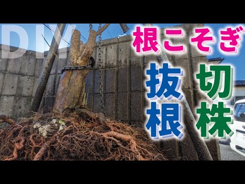 【庭DIY】切り株除去 文字通り根こそぎ抜根しました。 空き家を楽に管理するために伐採と切株抜根　[お庭をdiy]［garden answer］