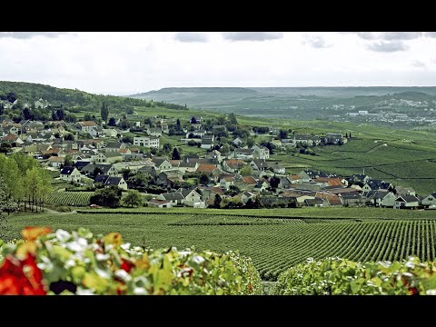 The regions of Champagne: Montagne de Reims