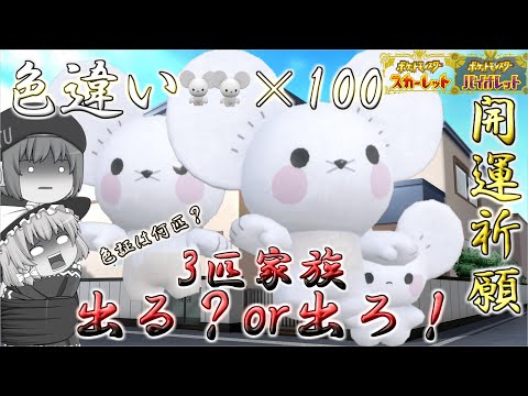 【ポケモンSV】色違いのワッカネズミを100匹ゲットすれば流石に色違い3匹家族イッカネズミ出るんじゃね？はい検証しま～すｗｗ【ゆっくり実況】