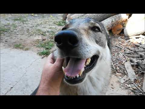 Czechoslovakian Wolfdog "Vanya Lupi del Montale" Cuddling