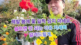 3월에 꽃 화초 절대 그냥 막 심지 마세요!! 식물 다 죽어요!! (빨리 심으면 안 되는 이유! 자세히 알려드릴게요!)