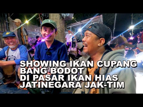 #PART 1 SHOWING IKAN CUPANG BANG BODOT DI PASAR IKAN HIAS JATINEGARA