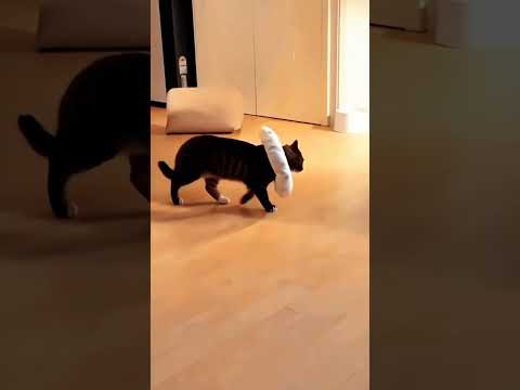 Cat zoomies #cat #pets #funnypets #funnycats #shorts