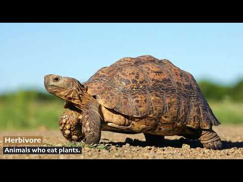 Animals of the Desert Biome🐪 Camel, Tortoise, Gila Monster, Fennec Fox...