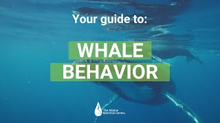 Your Guide to: Whale Behavior