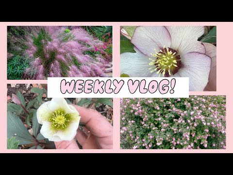 Weekly vlog! It’s that time of year again! #gardening, #seeds, #weeklyvlog, #southernyankee