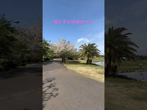 桜とヤシの木が隣に生えてるの初めて見た #桜 #ヤシの木 #公園